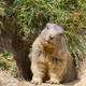 Illustration for article titled Angry Groundhog Causes Mayhem At Little League Baseball Game